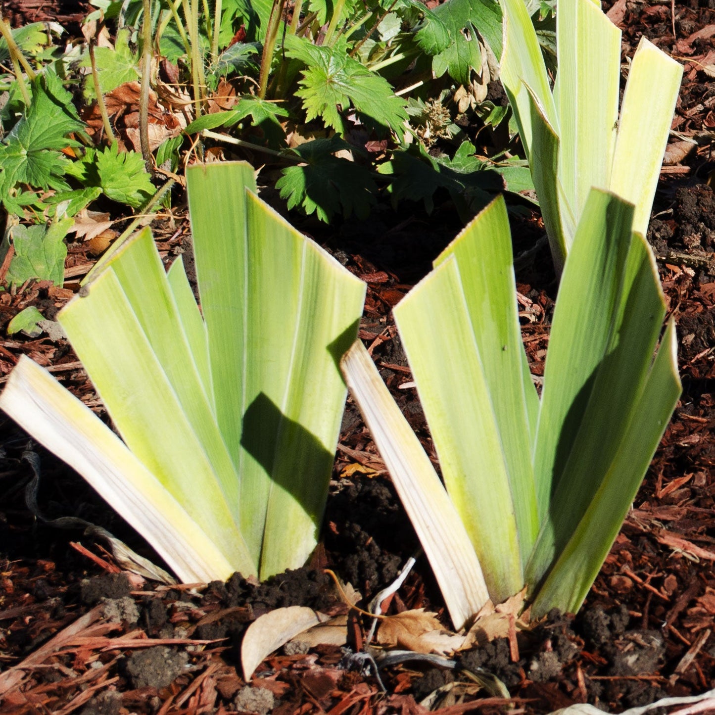 Ghost Train Bearded Iris Potted Quart Pot