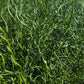 10 CORKSCREW RUSH Spiral Grass Juncus Effusus Spiralis Wetland Pond Seeds