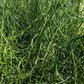 10 CORKSCREW RUSH Spiral Grass Juncus Effusus Spiralis Wetland Pond Seeds