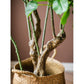 Silk Artificial Apple Banyan Leaf Tree In Pot