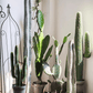 Artificial Cactus in Pot Various Styles
