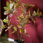 Large Leaf Artificial Croton Tree In Pot