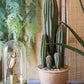 Artificial Faux Cactus in Brown Pot