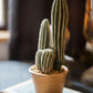 Artificial Faux Cactus in Brown Pot