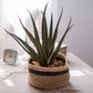 Cotton Blend Woven Storage Basket