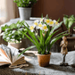 Faux Daffodil in Brown Pot