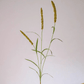 Three-Headed Dogtail Grass Stem 39" Tall