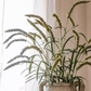 Three-Headed Dogtail Grass Stem 39" Tall
