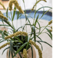 Three-Headed Dogtail Grass Stem 39" Tall
