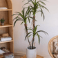 Artificial Dracaena Tree