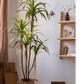Artificial Dracaena Tree