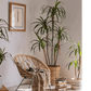 Artificial Dracaena Tree