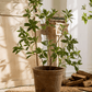 Artificial Japanese Enkianthus Tree Faux