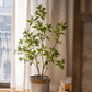 Artificial Japanese Enkianthus Tree Faux