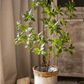 Artificial Japanese Enkianthus Tree Faux