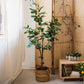 Artificial Silk Fig Tree In Pot
