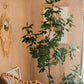 Artificial Silk Fig Tree In Pot