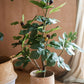 Artificial Silk Fig Tree In Pot