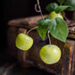 Artificial Green Apple Branch with Leaves