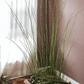 Artificial Faux Rough Horsetail Plant Long Stem 54" Tall