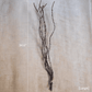 Ikebana Twig Branch