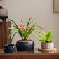 Mesa Cement Pot Planter