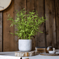 Realistic Mini Bamboo Leaf Potted Plant