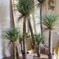 Moroccan Artificial Palm Tree In Pot