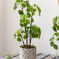 Artificial Potted Pilea Plant 26" Tall