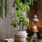 Artificial Potted Pilea Plant 26" Tall
