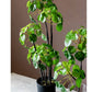 Artificial Potted Pilea Plant 26" Tall