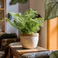 Rattan Pattern Edge Cement Planter