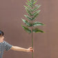 Artificial Tall Fern Leaf Stem
