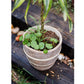 Tasha Red Terracotta Planter