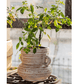 Terracotta Planter Vase with Handles