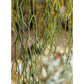 Artificial Faux Usnea Vine Stem 22" Long