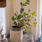 Wild Garden Faux Fig Stem 35.4" Tall