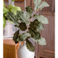 Wild Garden Greenery Stem 36" Tall