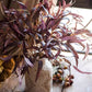 Whispers of Autumn Eucalyptus Stem 33" Tall