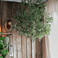 Extra Large Tall Olive Tree 118" Tall