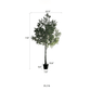 Extra Large Tall Olive Tree 118" Tall