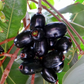 Jamun (Syzygium cumini)