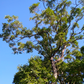 Jamun (Syzygium cumini)