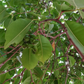 Jamun (Syzygium cumini)
