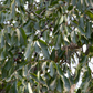 Jamun (Syzygium cumini)