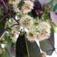 Jamun (Syzygium cumini)