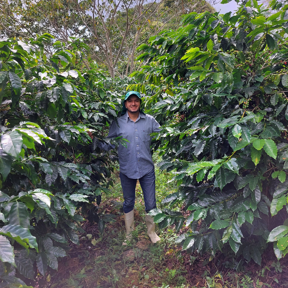 Mezcla de Espresso Hondureño – Café de Especialidad de Tueste Medio-Oscuro