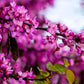 25 JUDAS TREE European Redbud Love Tree Cercis Siliquastrum Pink Purple Flower Seeds