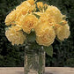 Julia Child Rose Plant 1.5 Gallon Container Fresh Garden Living