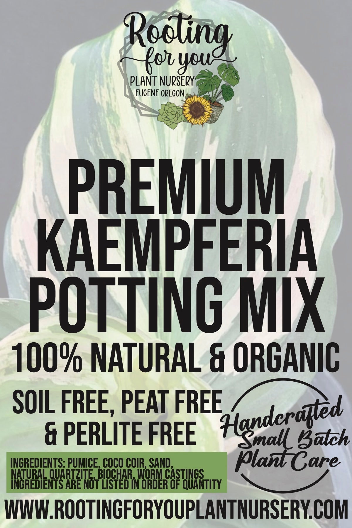 Kaempferia Ginger Premium Potting Mix